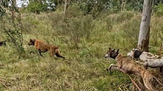 Caza de Jabalí a Perro y Visor 2024 [upl. by Ardnaid]