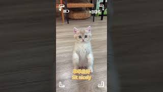 今日份貓貓的vlogTodays kitten vlog cute catpets shorts kitten [upl. by Yerffoej431]