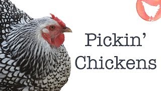 Choosing Chicken Breeds [upl. by Kablesh]