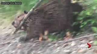 Beaver quickly mows down tree along Calgary’s Elbow River [upl. by Slrahc]