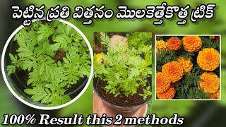 How to grow Marigold flower from seeds  gardening in telugu [upl. by Jenni]