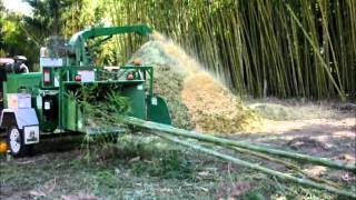 Chipping bamboo at Bamboo Land Australia [upl. by Penthea]