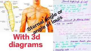 Sternal Angle  Angle of Louis simplified anatomy ☑️  Medical Medics [upl. by Yellac]