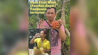 How to make Hala Fruit Wine in 13 days screwpine pandan dagat pandanus Pandanus tectorius [upl. by Maurits984]