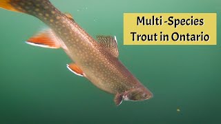 MultiSpecies Trout  10 Mile Lake Lodge [upl. by Nairim837]