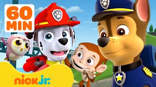 PAW Patrol  ¡Rescates y aventuras con animales bebé en PAW Patrol con Marshall y Chase  Nick Jr [upl. by Aivitnahs]