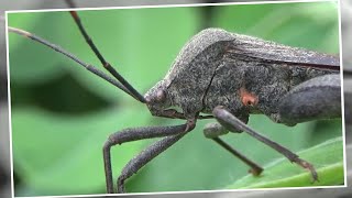 Leaf Footed Bug Acanthocephala terminalis [upl. by Accem]