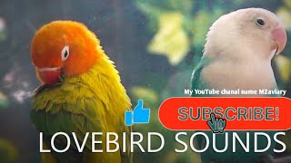 lovebirds chirping and singing sound🎶 relaxation🐦viralvedio MZaviary [upl. by Gnoz]