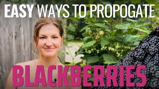 Turn One Blackberry Plant into Many  Easy Ways to Propagate Blackberries [upl. by Weldon]