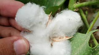 how to grow cotton  cotton plant life cycle  How cotton is produced  Gossypium hirsutum plant [upl. by Niall339]