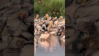 Great White Pelican Pelecanus Onocrotalus [upl. by Kubiak]