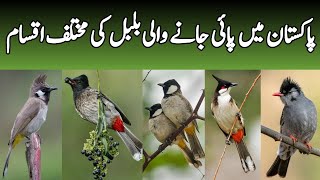 Wild Bulbuls of Pakistan  Facts and Status of Bulbul Bird In Pakistan  Wildlife of Pakistan [upl. by Ayahsal882]