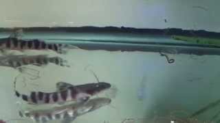 Tigrinus Catfish at AquaScapeOnlinecom [upl. by Nimar]