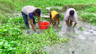 বিলে মাছ ধরা। গ্রামের মাছ ধরা। amazing new fishing videos in Bangladesh Catching fish videos [upl. by Atinar]