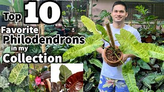 TOP 10 FAVORITE PHILODENDRONS IN MY COLLECTION  PHILODENDRON COLLECTION [upl. by Acihsay]