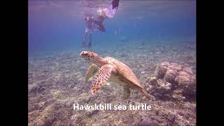 Snorkeling Gili islands with turtles and underwater sculptures [upl. by Ydollem]