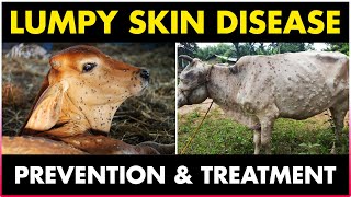 Lumpy skin Disease Symptoms treatment and Prevention Methods in CowsCattles [upl. by Niawtna]