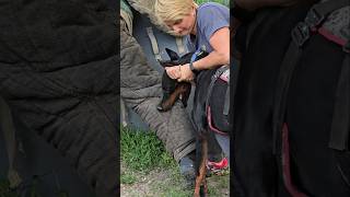 😮Dobermans Death Grip Service Dog Training GUARDODESSA Odessa Ukraine [upl. by Care]