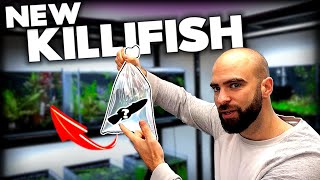 I GOT NEW KILLIFISH Betta Sorority amp Discus Aquarium  MD Fish Tanks [upl. by Dollie895]