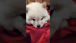 chowchow youtube youtubeshorts dog [upl. by Essa474]