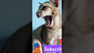 Funny cat videos  Cute Cats  Try to laugh  video cover funniestvideo [upl. by Nived]