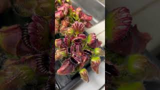 Cephalotus follicularis aka Albany Pitcher Plant part 2 🧛🎃 [upl. by Eilrebmik]