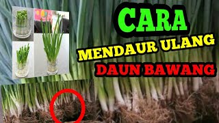 JANGAN BUANG AKAR DAUN BAWANG LAKUKAN INICARA MENANAM DAUN BAWANG DARI SISA AKAR [upl. by Birecree876]