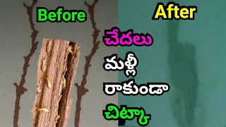 చెదలు నివారణ  How To Control Termites  Get Rid Of Termites  Chedalu Nivarana  Termites [upl. by Ailsun]