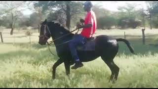 WATCH TILL THE END  OVAHERERO HORSE PARADE COMPILATION [upl. by Stock242]