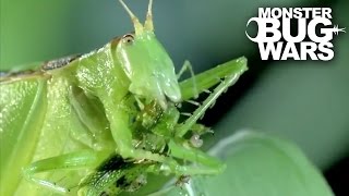 Predatory Katydid Vs Green Praying Mantis  MONSTER BUG WARS [upl. by Ninette]