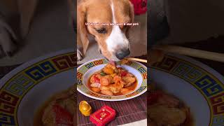 Makanan CNY  Imlek untuk anjing [upl. by Ilellan]