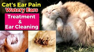 Cat ear mites  Cat watery ears  Cat ear treatment  Cat ear pain  Ear infection in cats [upl. by Harewood559]