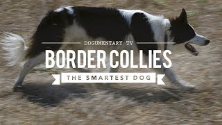 BORDER COLLIE THE WORLDS SMARTEST DOGS [upl. by Ebarta326]