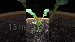 menanam benih sayur sawi timelapse sayur sayursawi bokchoy [upl. by Nalat]