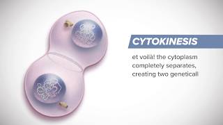 How Cells Divide  3 Minutes on Mitosis [upl. by Lorilee]