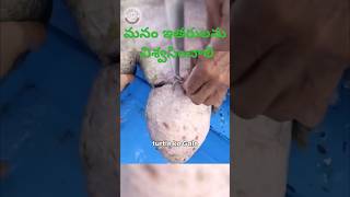 pets doglover youtubeviral love telugushorts telugucomedy srikakulam vishakapatnam china [upl. by Dammahum270]