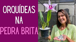 ORQUÍDEAS Como é o plantio e manutenção das Orquídeas plantadas em Pedra Brita [upl. by Roch333]