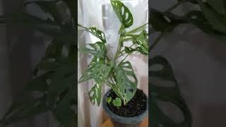 Life Journey Can I Propagate Monstera Adonsonii [upl. by Maffei]