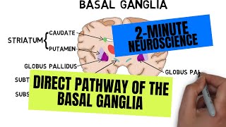 2Minute Neuroscience Direct Pathway of the Basal Ganglia [upl. by Pappas]