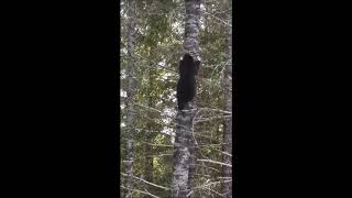 Bears Climb Trees Really Fast [upl. by Nhor]