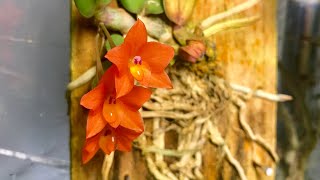 Cattleya cernua dinema polybulbon [upl. by Anirbas71]