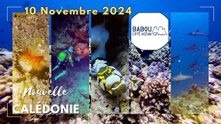 plongée Hienghène chez Babou cote Ocean 2024 11 10 [upl. by Phia632]