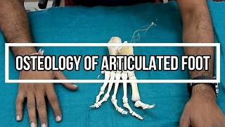 Osteology of Articulated Foot [upl. by Yelnahs231]