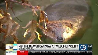 BRIGHT SPOT Nibi the beaver settles into her new home [upl. by Peer]