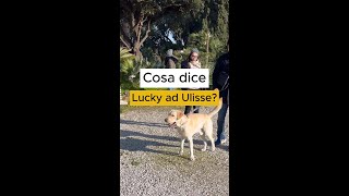 Cosa si dicono questi due cani [upl. by Ahtanaram]