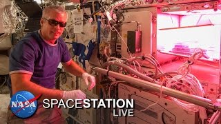 Space Station Live Lettuce Look at Veggie [upl. by Enomor205]