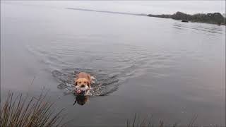 Mixing it Up wildfowling duck shooting hunting waterfowling Ireland lough neagh [upl. by Andras332]