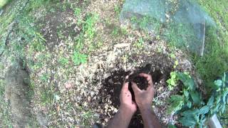 Leaf mold makes your soil acidic [upl. by Nosac300]