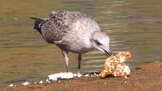 Young seagull playing with styrofoam [upl. by Lorelei]