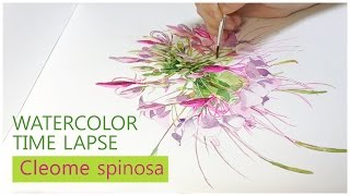 Cleome spinosaflower watercolor speed paintingFull ver [upl. by Floro318]